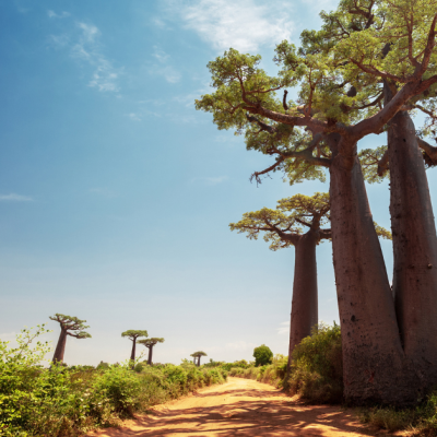 Baobab trees along the unpaved red road on a sunny, hot day in Madagascar: The image features an unpaved, dusty red road flanked by towering baobab trees with massive trunks and sprawling green canopies. The clear blue sky dominates the background, with a few wispy clouds, creating a vibrant and sunny atmosphere. Smaller baobab trees are visible in the distance, lining the horizon alongside green shrubs and vegetation. The image reflects a serene, natural setting typical of Madagascar’s unique landscapes. Sustainable Access to Clean Water in Madagascar